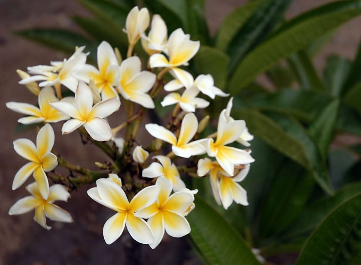 Aromatic plumeria can thrive in a pot