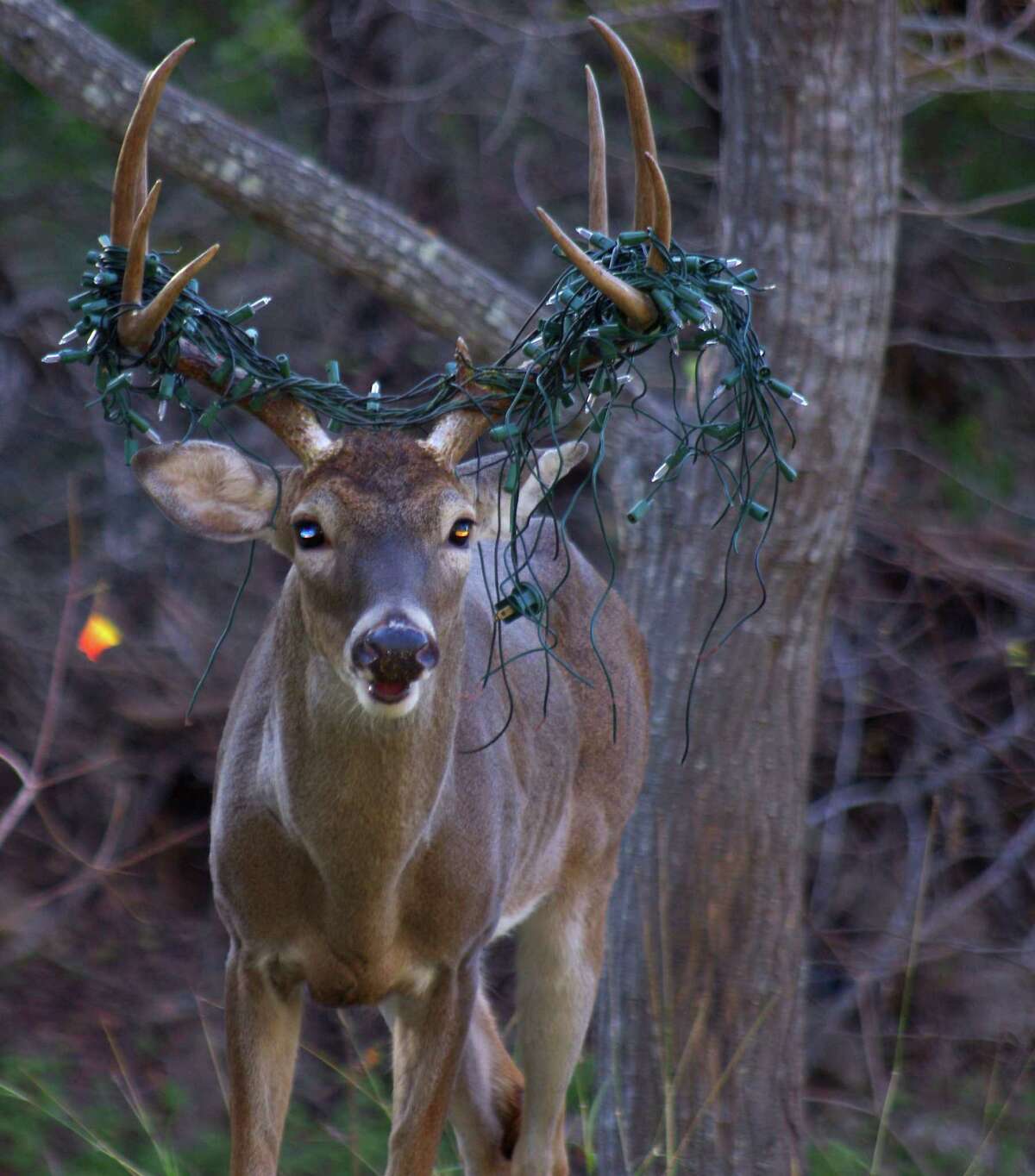 A deer with a string of Christmas lights stuck on its antlers is seen in a picture taken by north San Antonio resident Tim Holder a few weeks ago near his home. Kathleen Stuman, a Bexar County-based Texas Parks and Wildlife Game Warden, said she has seen the deer and the lights don't appear to be causing the animal any harm. The lights will most likely fall off when the deer sheds its antlers in the spring, she said. Though this deer is suffering nothing more than a little embarrassment akin to Rudolph's red nose, Stuman said residents on the fringes of the city should be cautious when placing objects like Christmas decorations, toys and patio furniture in their yards as it is not uncommen for game wardends to see deer in distress. "I've had one (deer) running down the street with a whole kids soccer net, with the poles and everything," Stuman said of a deer that was not as lucky as this one.