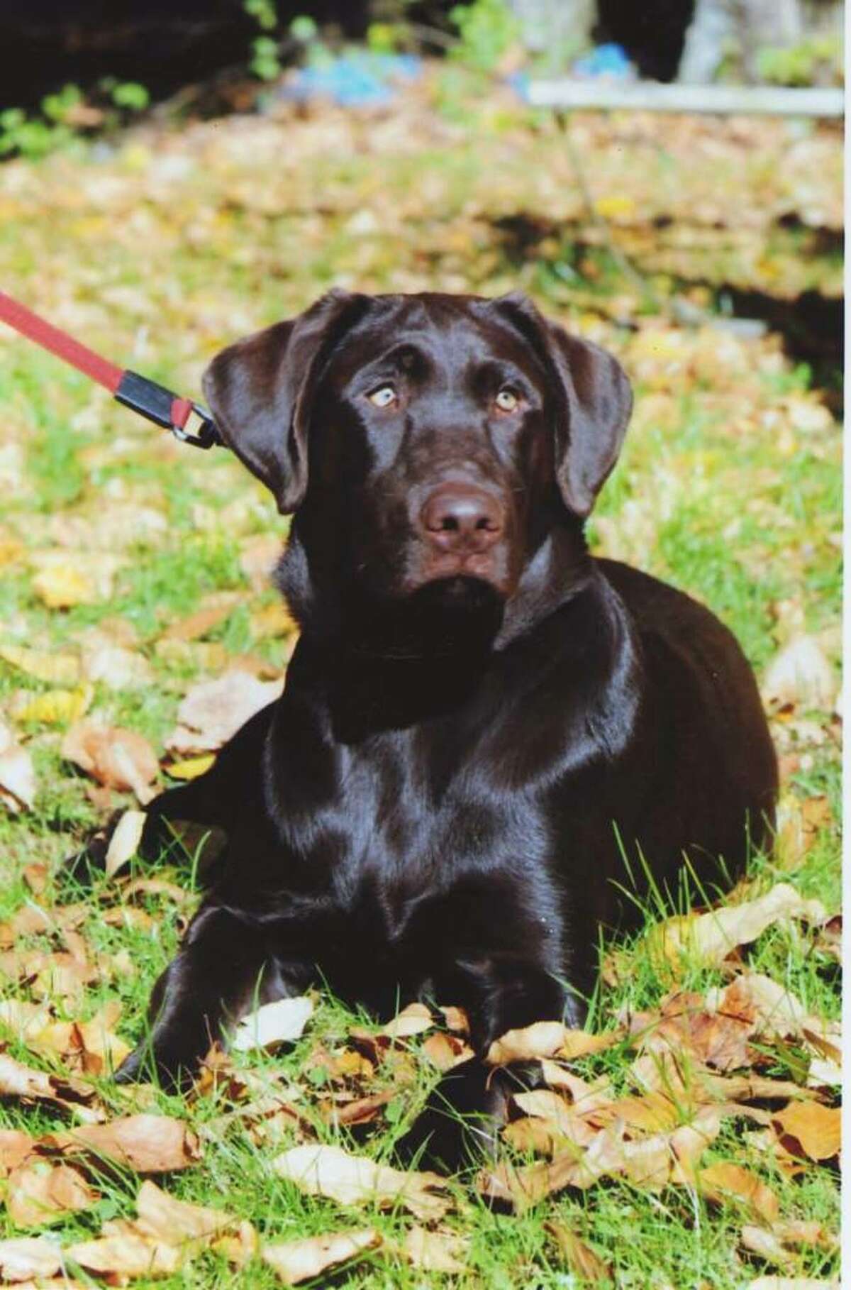 Toby is the dog park mascot contest winner. A two-year-old chocolate Labrador.