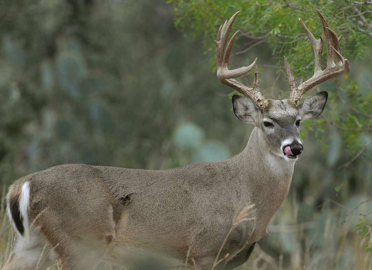 Locking horns over oil field deer season