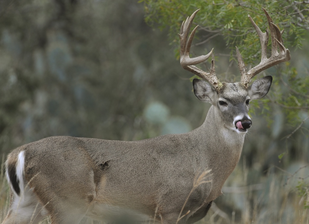 texas-parks-and-wildlife-predicts-healthy-deer-hunting-season-ahead
