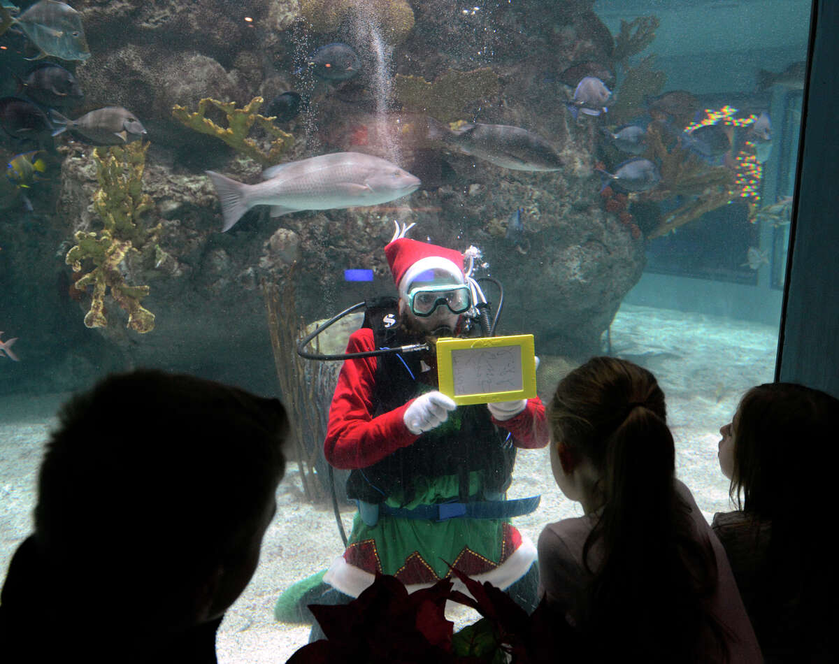 Mystic Aquarium's 'Waterland' offers wonder, whimsy to holiday visitors