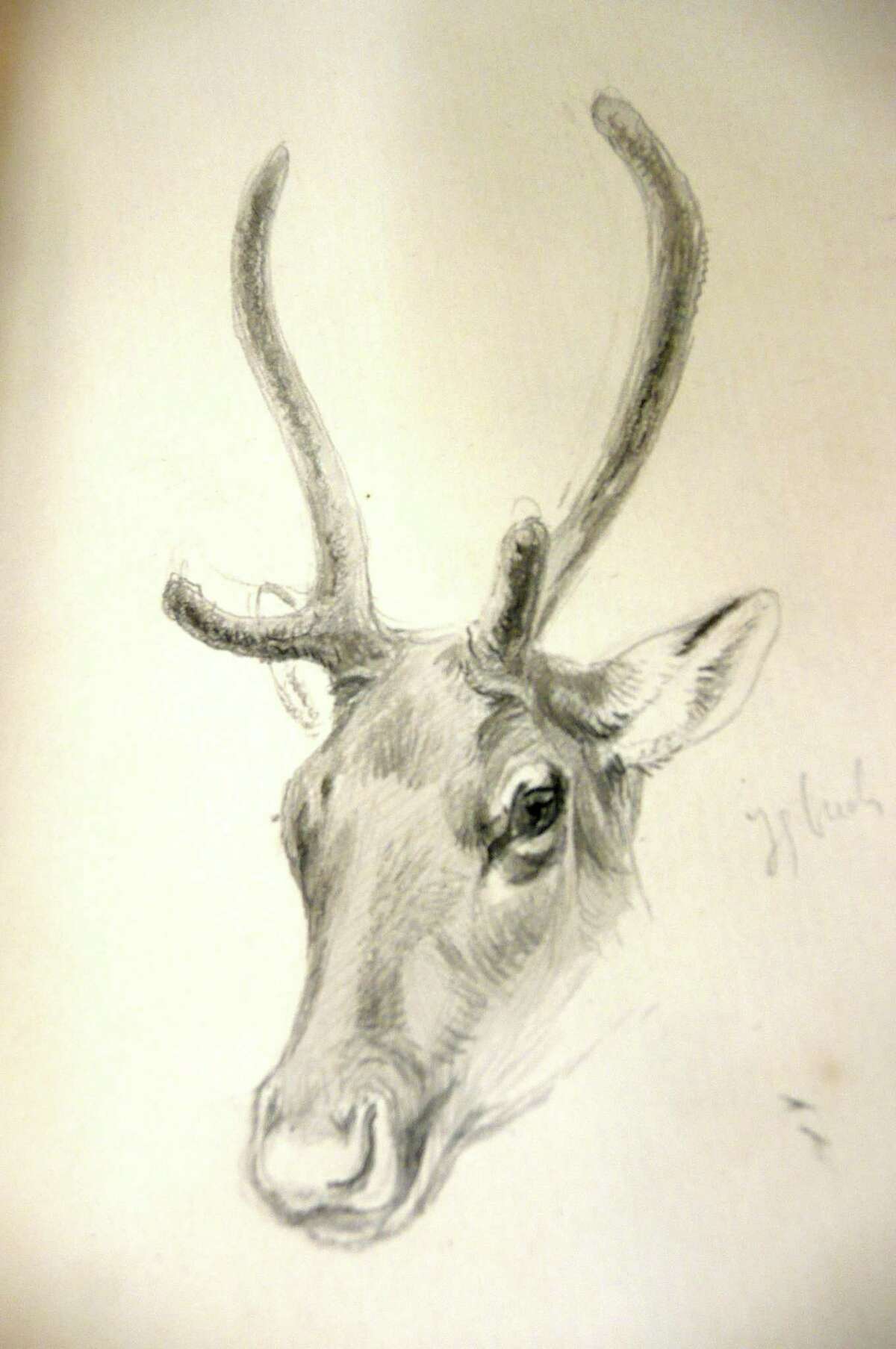 Among the illustrations in the journals of artists/naturalist Ernest Thompson Seton is this fine study of a young buck deer. His self-taught skills as a naturalist artist resulted in many illustrated animal story books for children.