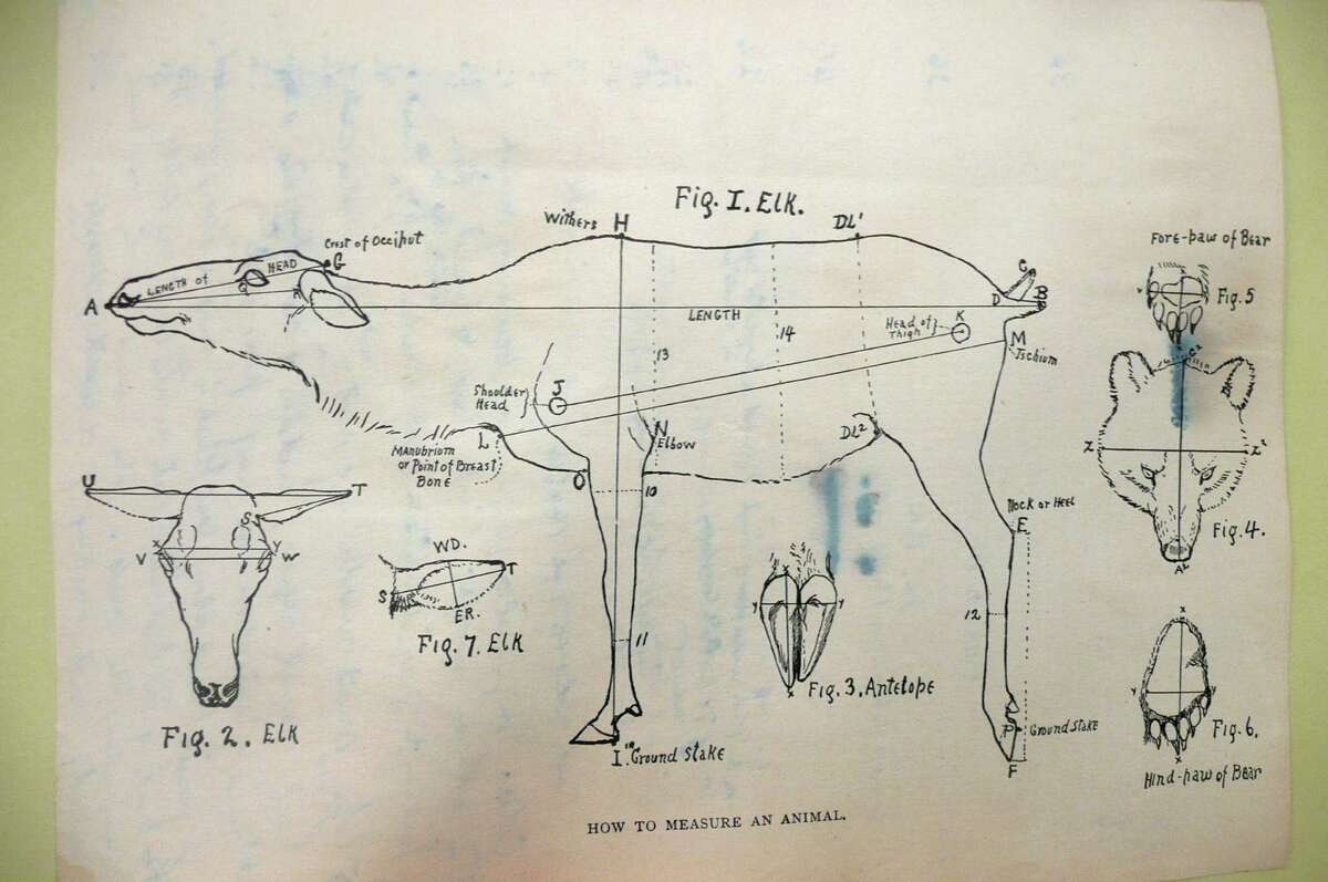 Seton's journals revealed this sketch, How To Measure An Animal.