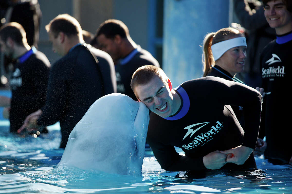 University of Texas football player Trey Holtz gets a kiss from Martha, a Beluga Whale, at Sea World in San Antonio on Dec. 26, 2012. Players from their Alamo Bowl opponent, Oregon State, also interacted with the whales.