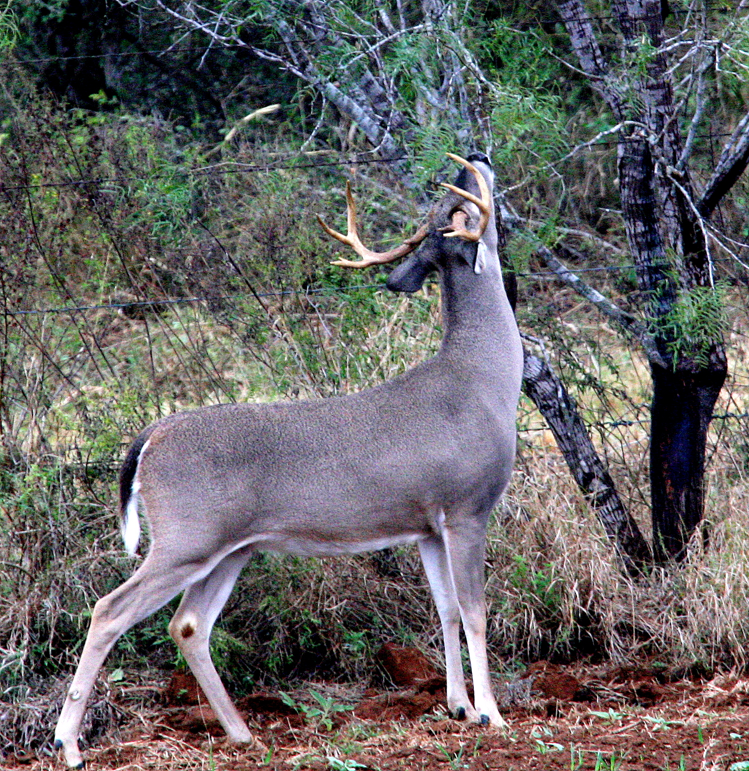 Outdoors Cameras Give Hunters An Edge Over Whitetail Houston