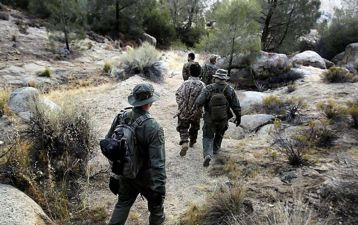 Wardens with the California Department of Fish and Game detain a pair of men during a raid on an illegal marijuana growing operation in the Sierra Nevada foothills on Friday, August 2, 2012. The two men were apprehended near a patch of more than 400 marijuana plants growing in the wilderness near Lake Isabela. Officials believe that foreign suppliers have moved north of the U.S.-Mexico border to grow marijuana in an effort to avoid border checks and gain closer proximity to U.S. drug markets. The majority of people arrested in similar drug stings are either Mexicans or Central Americans. (Luis Sinco/Los Angeles Times/MCT)