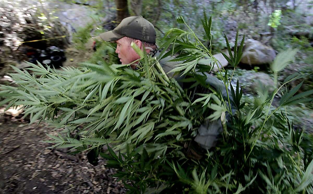 A game warden hauls marijuana plants out of a wooded ravine and into a clearing to be airlifted away by helicopter during a raid by Department of Fish and Game personnel on an illegal growing operation near Kernville, California. (Luis Sinco/Los Angeles Times/MCT)