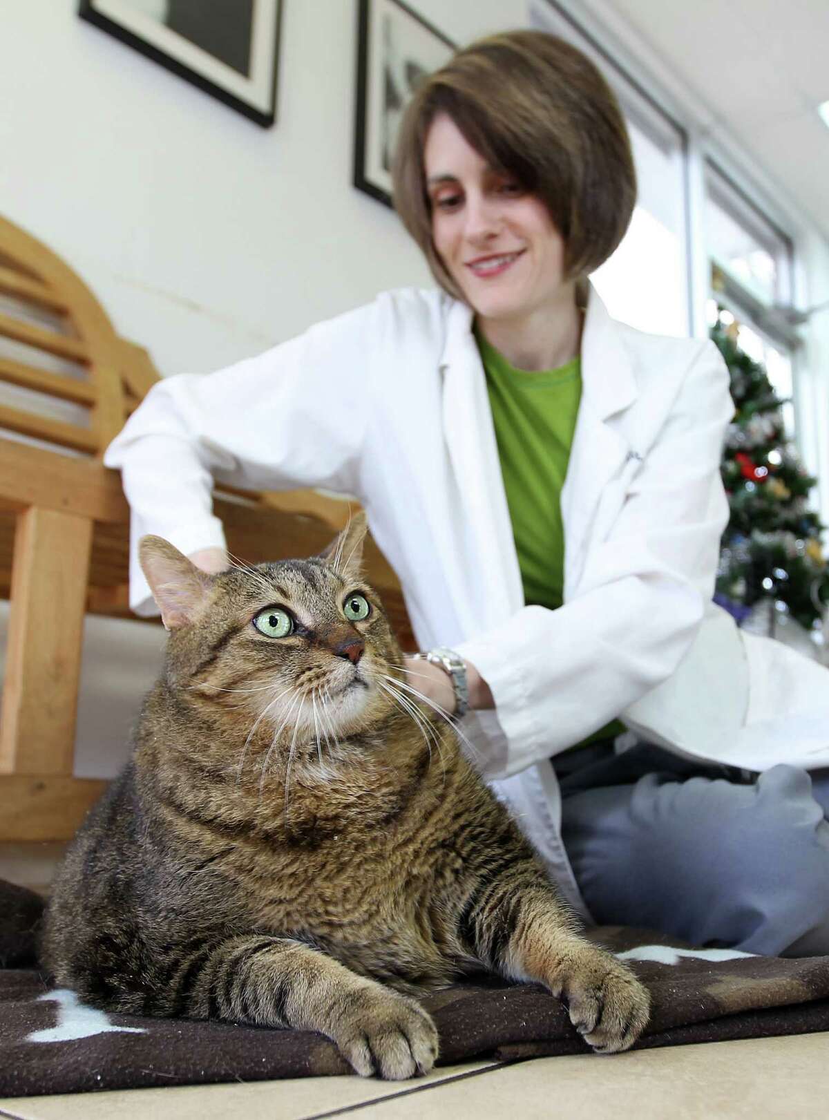 Fat cat keeping his New Year's resolution to lose weight