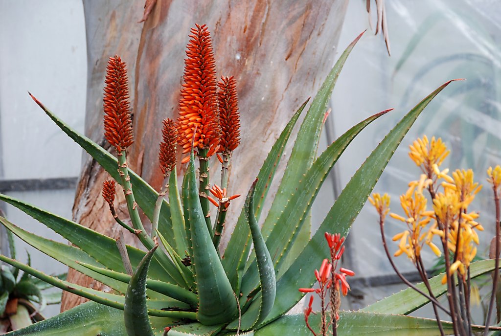 Coral aloe brightens winter garden