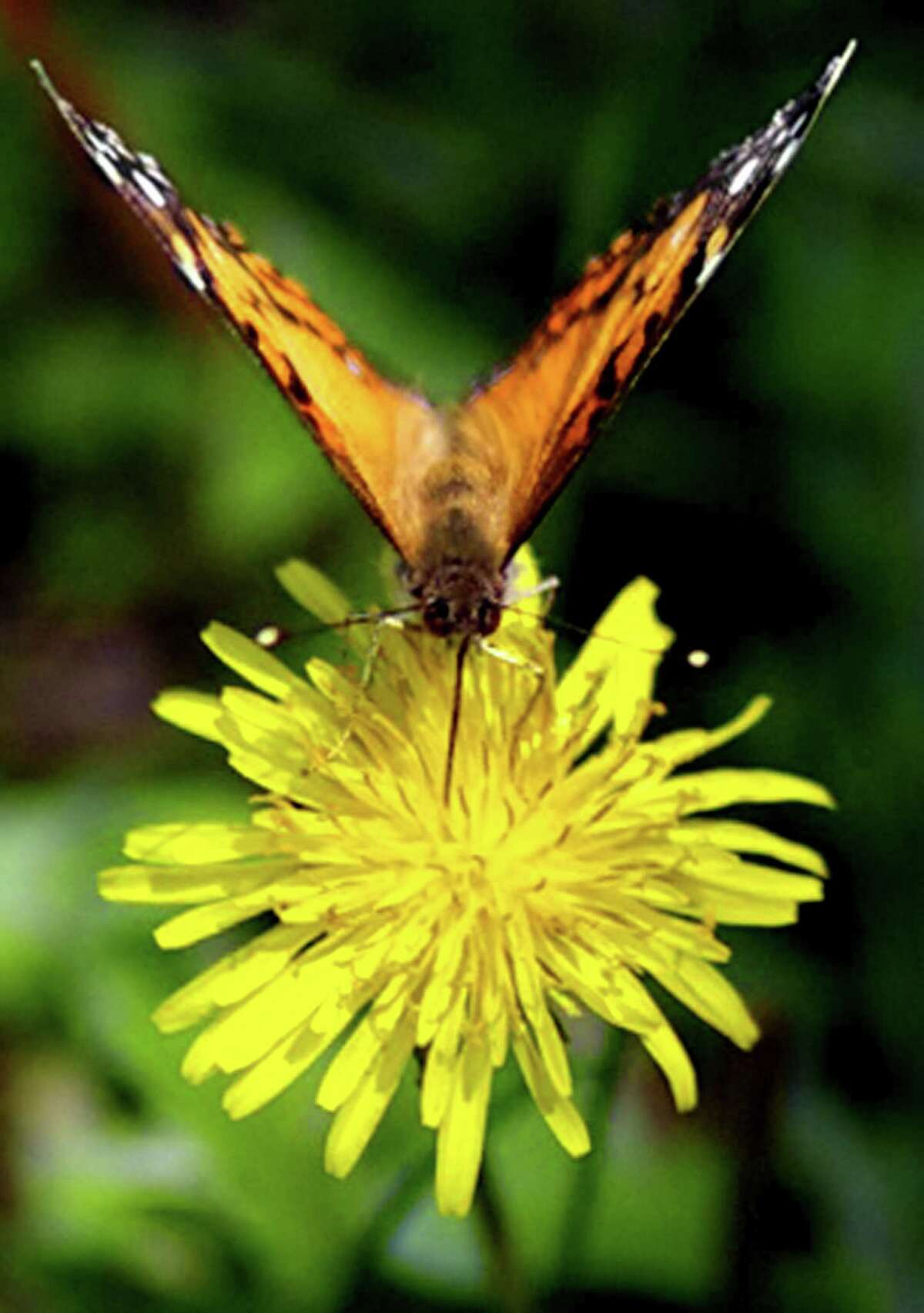 Nature's wonders abounded through 2012 in the Greater New Milford area and none more beautiful than the image of a butterfly lighting on a dandelion in May.