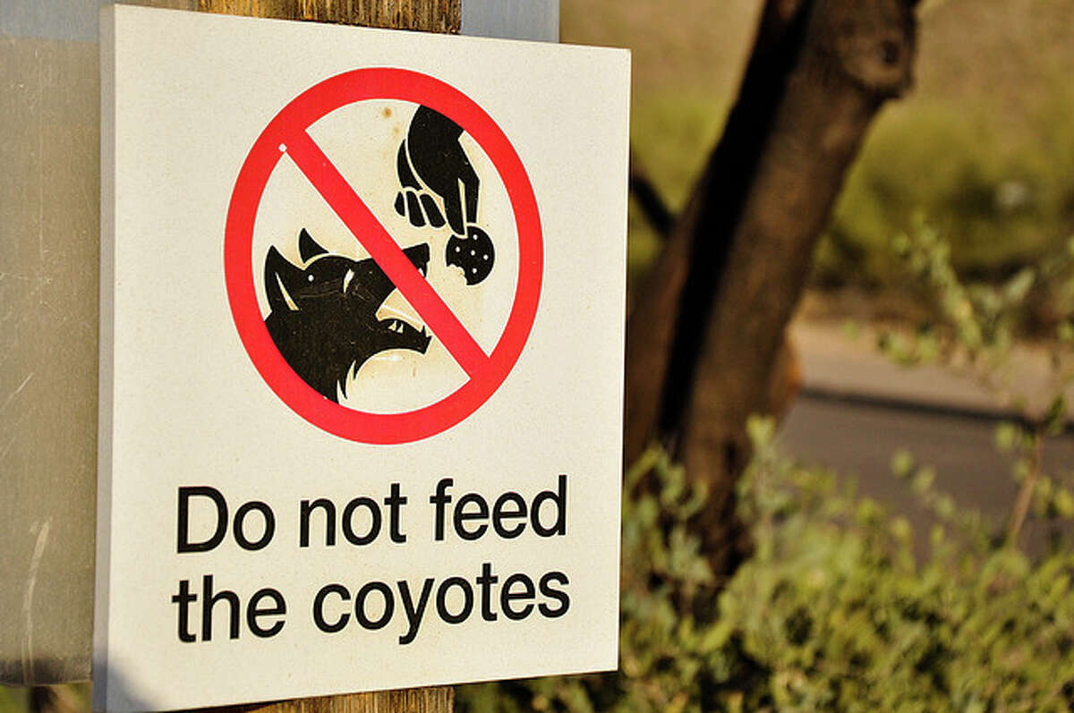 18 facts about coyotes
