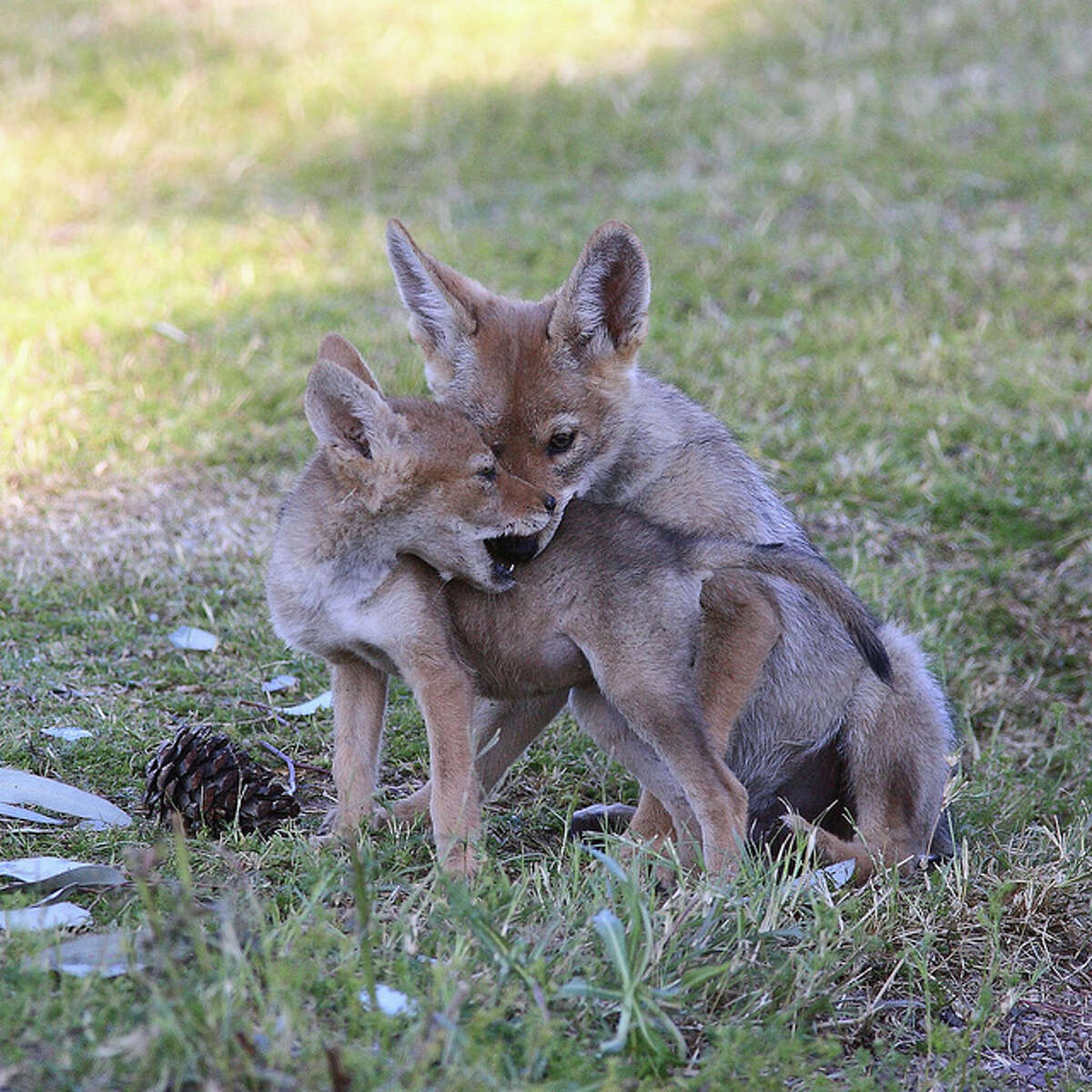 18 facts about coyotes