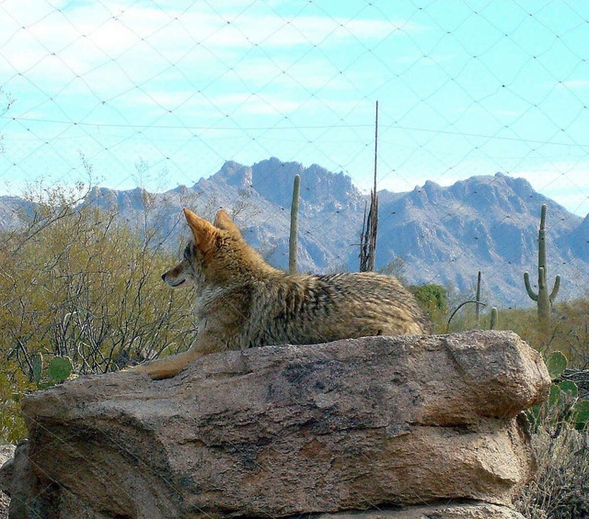 Wily coyotes snatching pets, roaming golf course, Royal