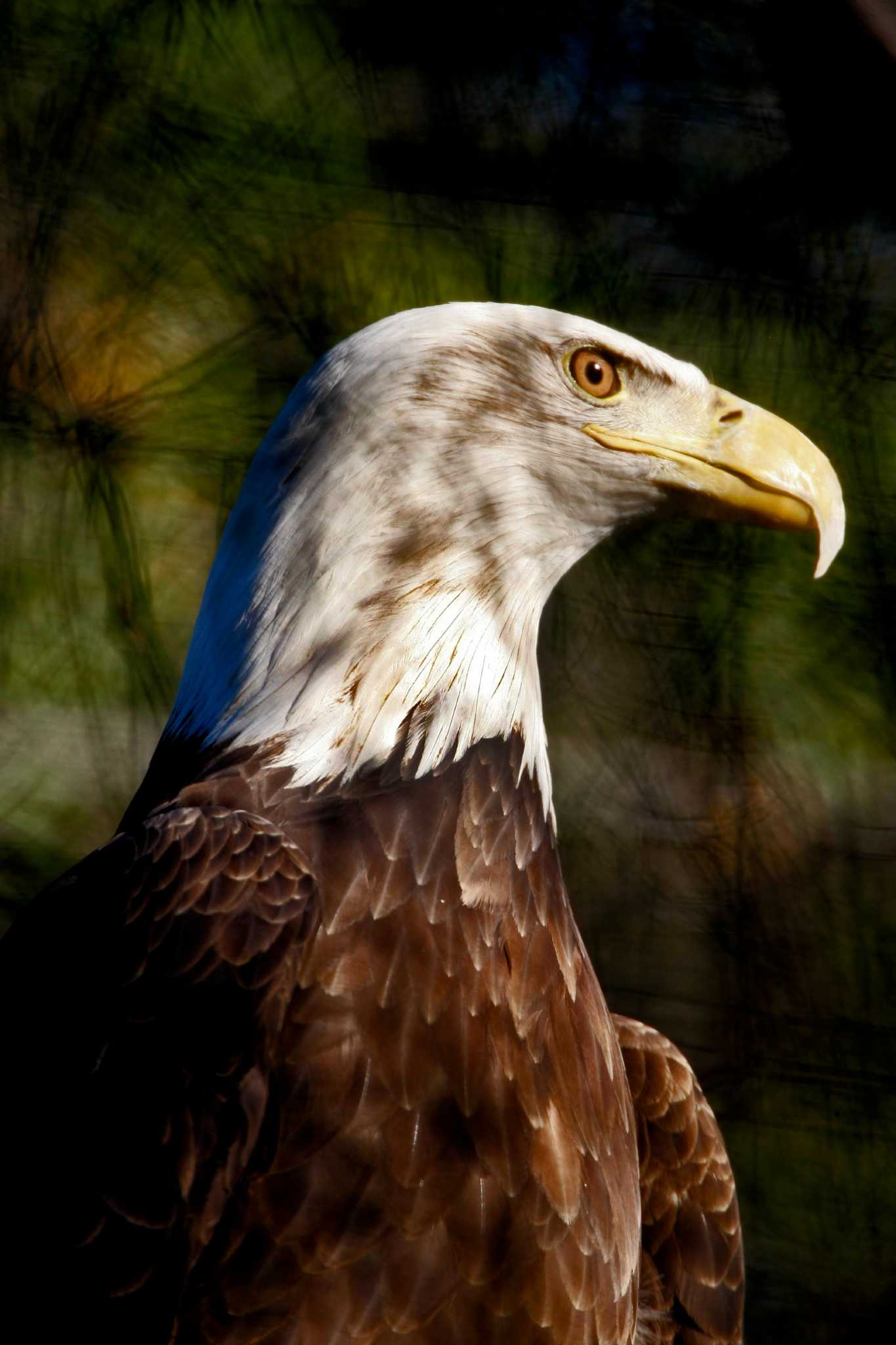 Beaumont zoo had a brawling bear and American eagle