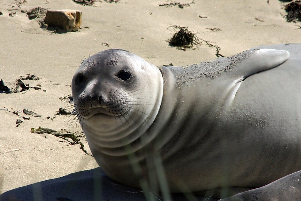 Año Nuevo to offer guided seal walks