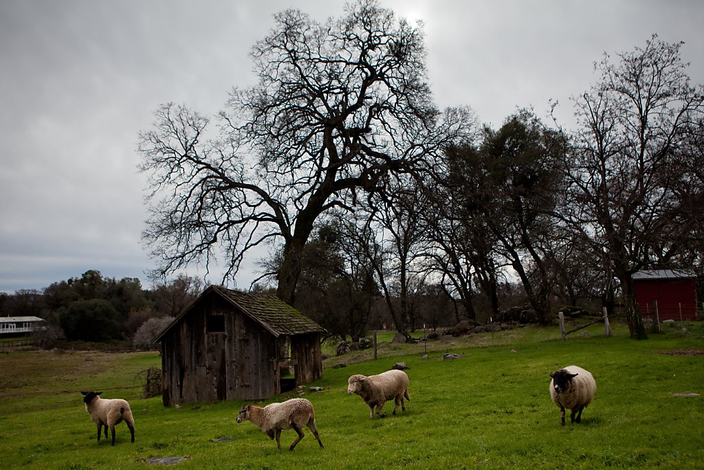 farm-animal-sanctuary-protects-its-charges