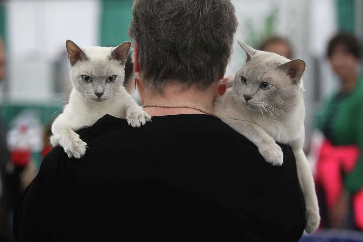 Cats take center stage at Houston show