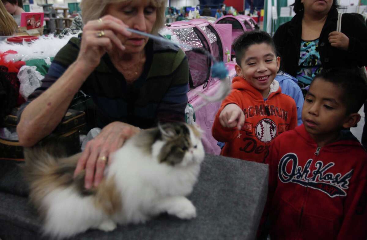 Cats take center stage at Houston show