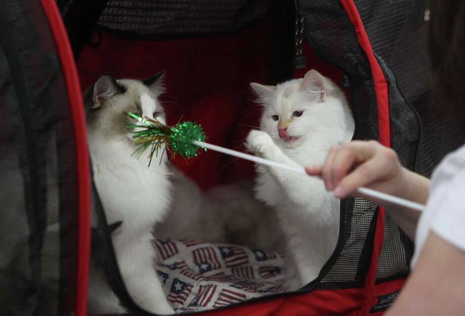 Cats take center stage at Houston show Houston Chronicle