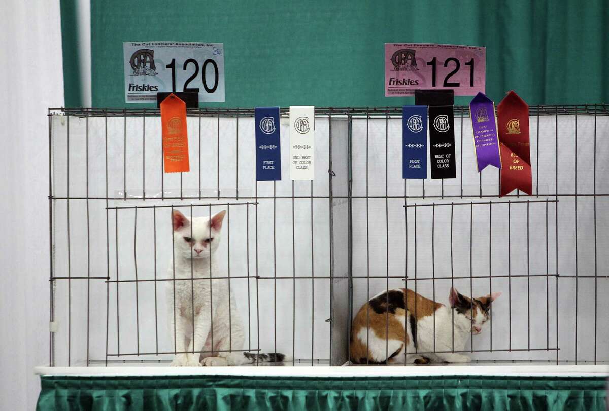 Cats take center stage at Houston show