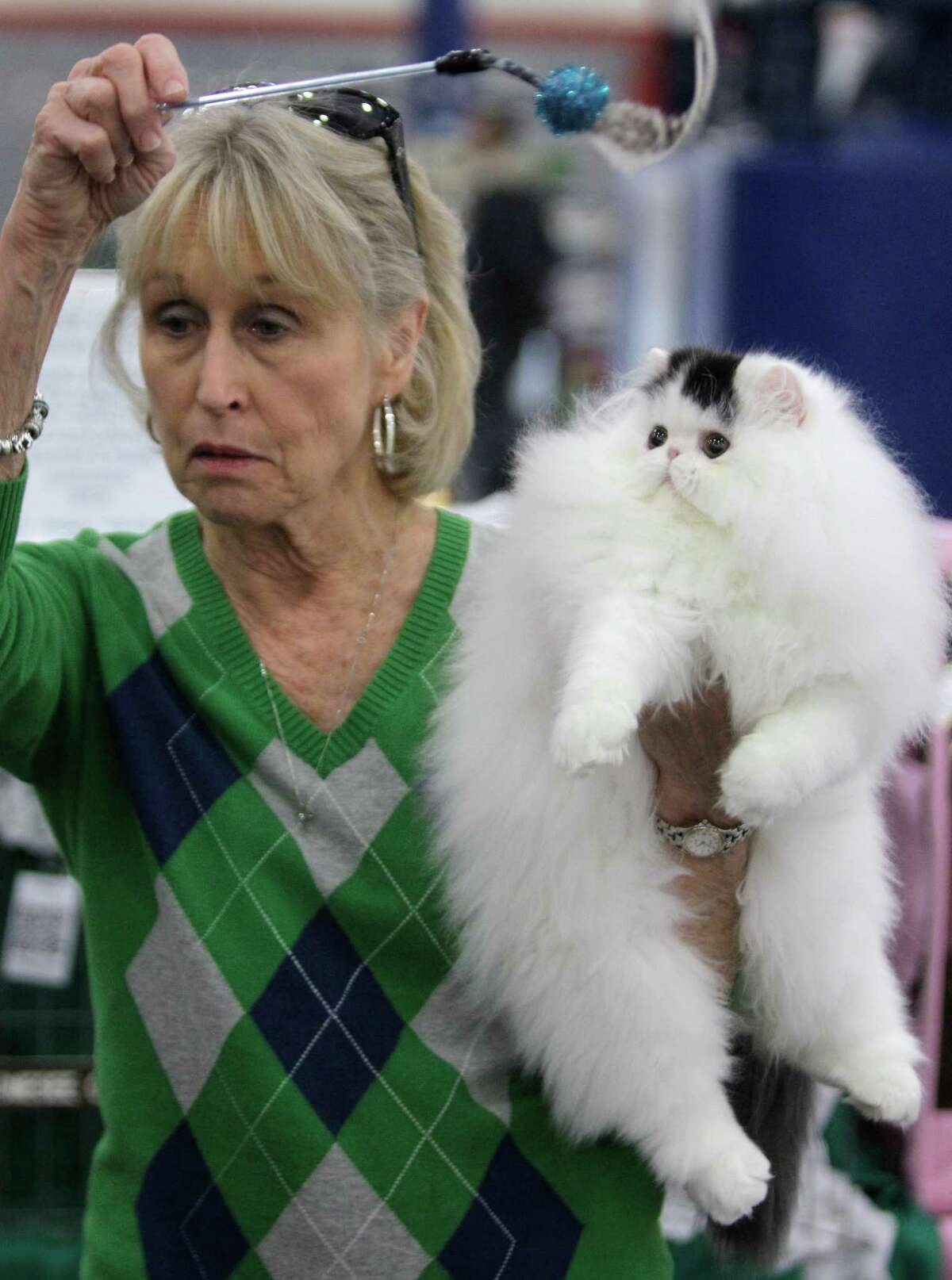 Cats take center stage at Houston show