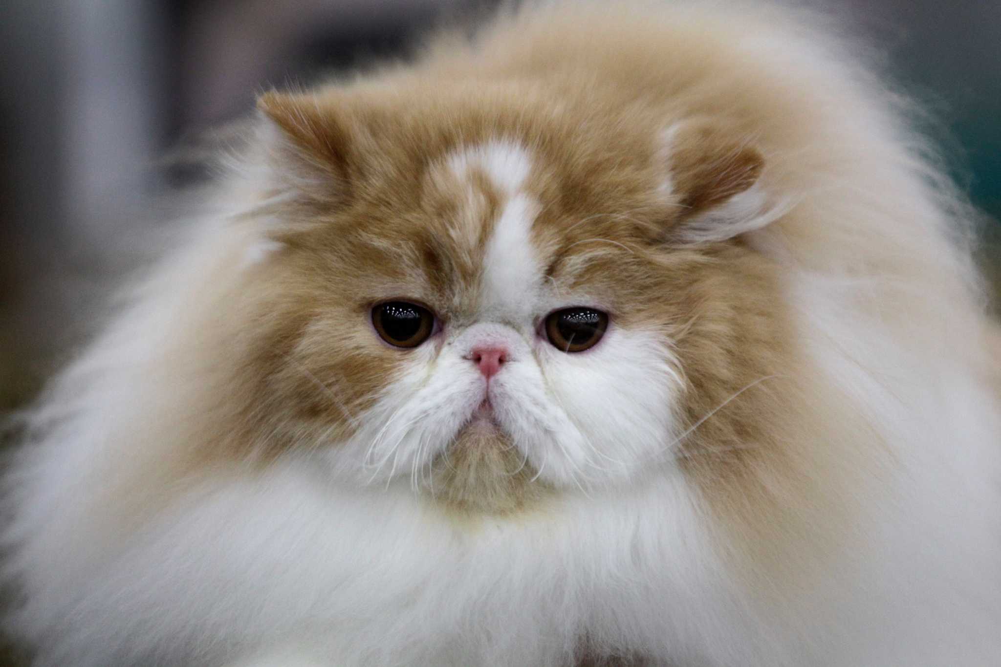 Что такое перс. Персидская длинношерстная кошка Джуно. Персидская длинношерстная шиншилла. Персидский экзот длинношерстный. Порода Персидская шиншилла.