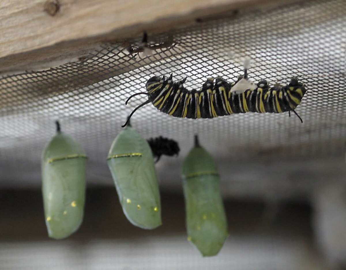 Monarch butterflies back at Fremont grove