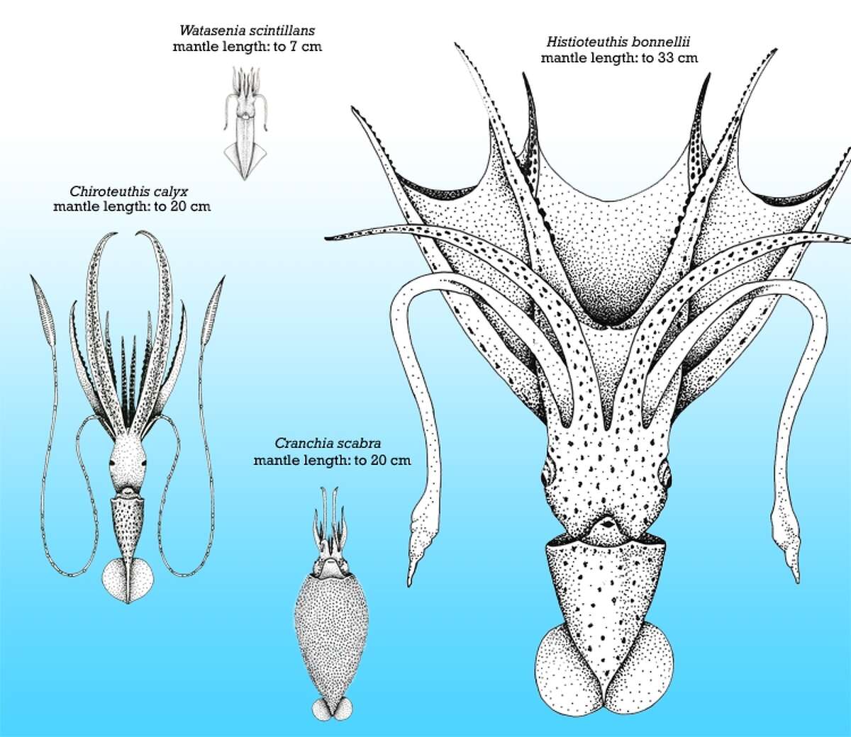 Live giant squid! Discovery Channel says it's got first vids of the kraken
