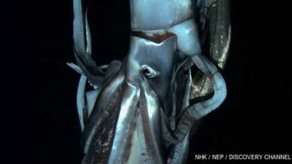 Squid news from last year:Live giant squid! Discovery Channel says it's got first vids of the krakenScreen grab from footage captured by NHK and Discovery Channel taken in July 2012 shows a giant squid in the sea near Chichi island.