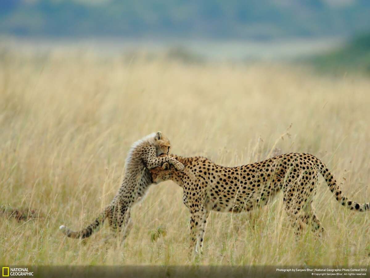 Viewers' Choice winner in the "nature" category: "Tender Moment"Photographer: Sanjeey Bhor Location: Masai Mara National Reserve, KenyaBhor: "Everyday in Mara starts with something new and different, and day ends with memorable experiences with spectacular photographs. I was very lucky of sighting and photographing Malaika, the name of (the) female cheetah and her cub. She is well known for (her) habit to jump on vehicles. She learned that from her mother, Kike, and Kike from her mother, Amber.""Like her mother, she is teaching lessons to her cub. Teaching lessons means addition of another moment for tourist. This is one of the tender moments between Malaika and her cub. I was very lucky to capture that moment."