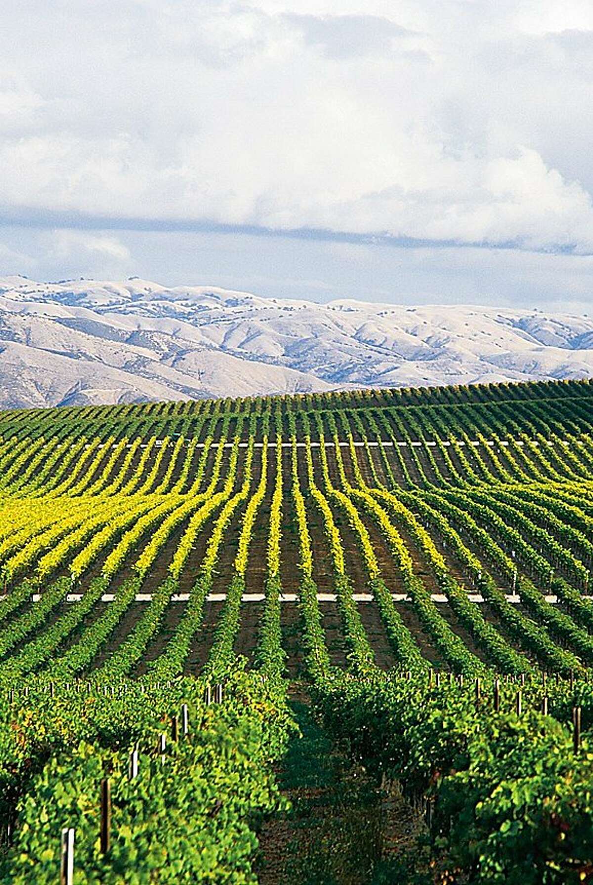 Salinas Valley vineyards contribute to the growing recognition of Monterey County as a top wine destination. 4.0.1