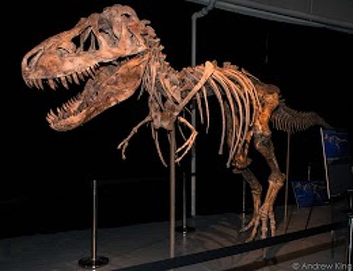 This Tyrannosaurus Battar dinosaur skeleton was on the auction block in New York but is now slated for return to Mongolia.