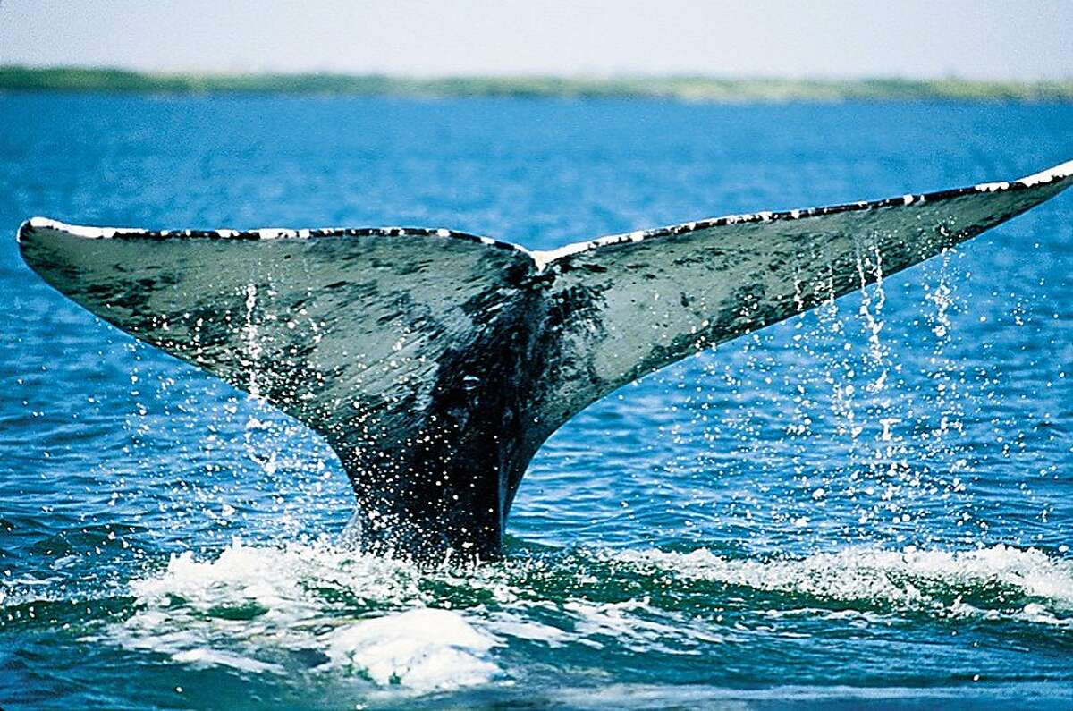 Gray whale migration arrives off coast