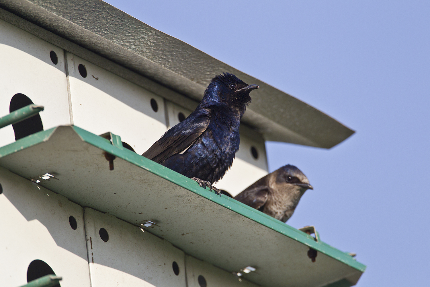 purple martin sightings 2018