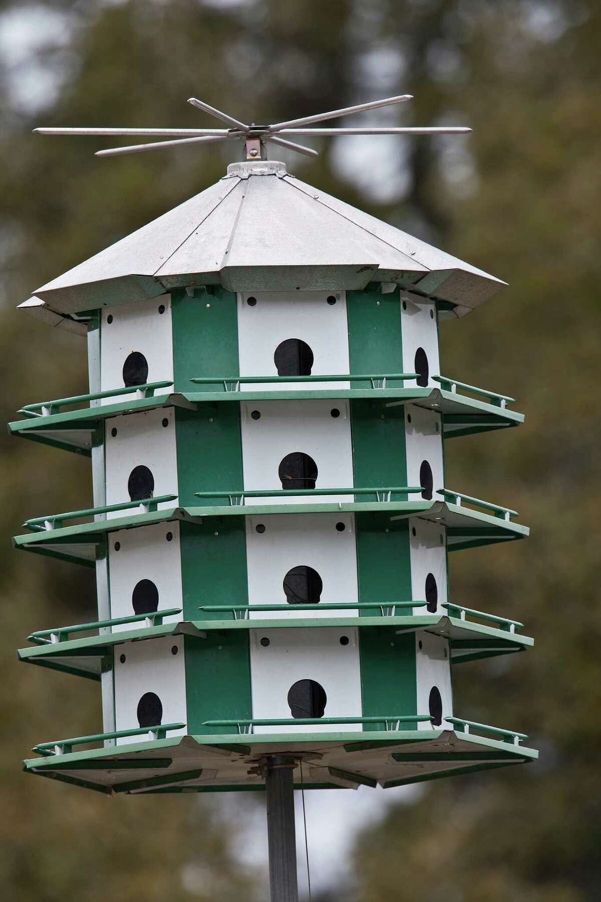 prepare-for-arrival-of-purple-martins