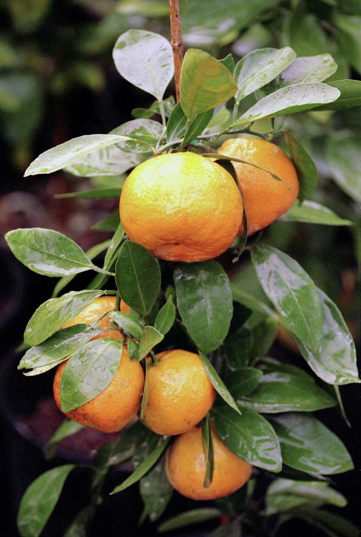 Plant fruit in your garden of good eatin'