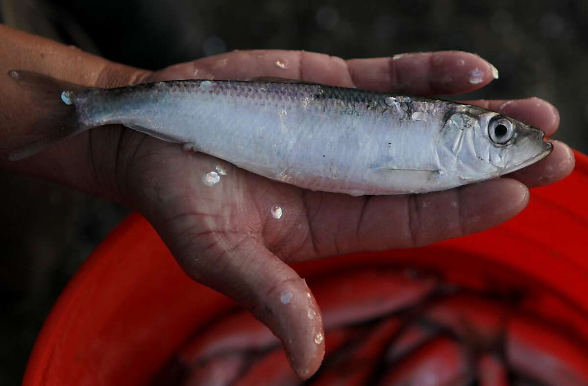 Scaling up the herring haul