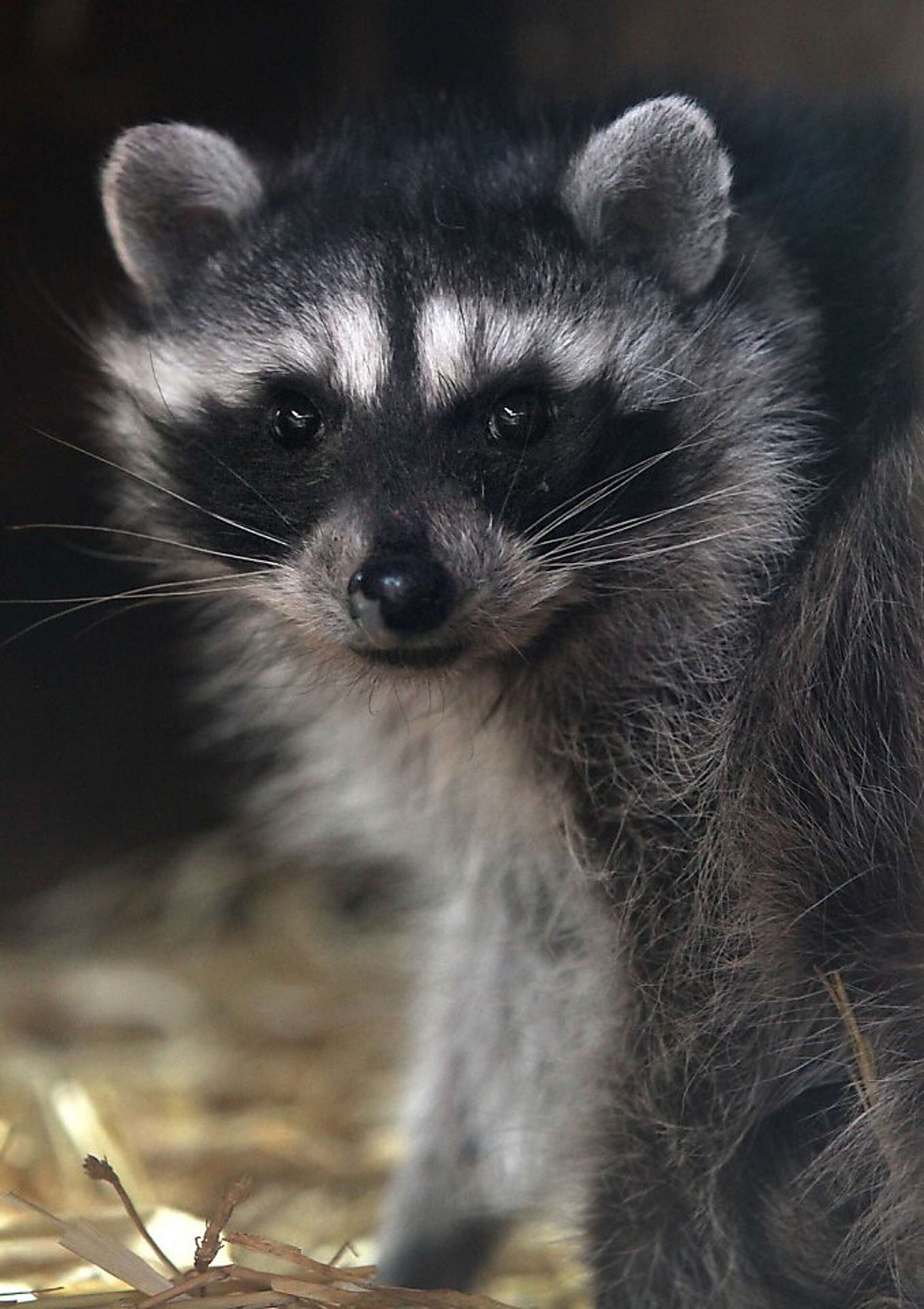 Mystery of fatal raccoon disease solved