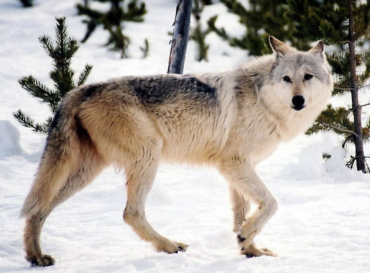 File - This undated file image provided by Yellowstone National Park, Mont., shows a gray wolf in the wild. Researchers say the reintroduction of wolves to the park has decreased elk populations, which in turn has allowed new growth in aspen, willow and cottonwood trees that in the past were eaten by elk. (AP Photo/National Park Service, MacNeil Lyons, File)
