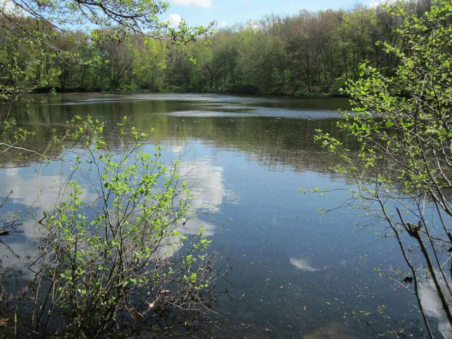 Moving Forward, Looking Back / A wild calling in Fairfield to find