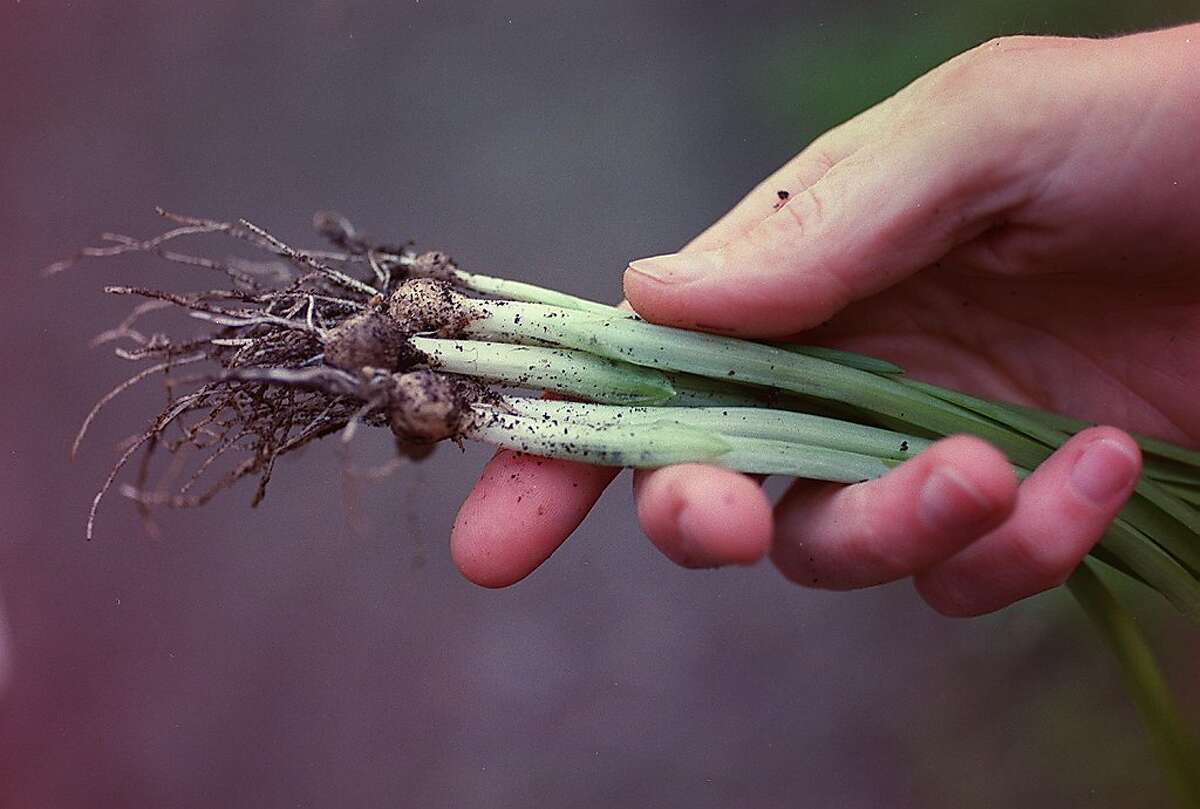 Onion lily not easy to get rid of