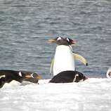 Antarctica: icy land populated by penguins - SFGate