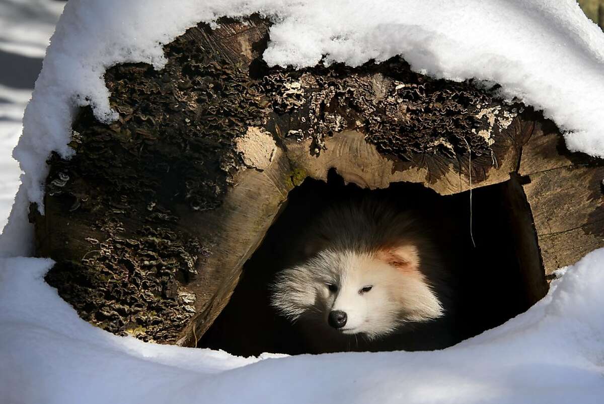 Где прячется зима. Логово енотовидной собаки. Жилище животных. Животные в норах.