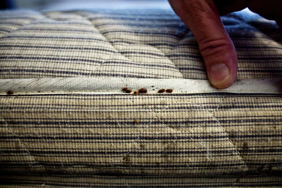 Orkin Capital Region on national bedbug list