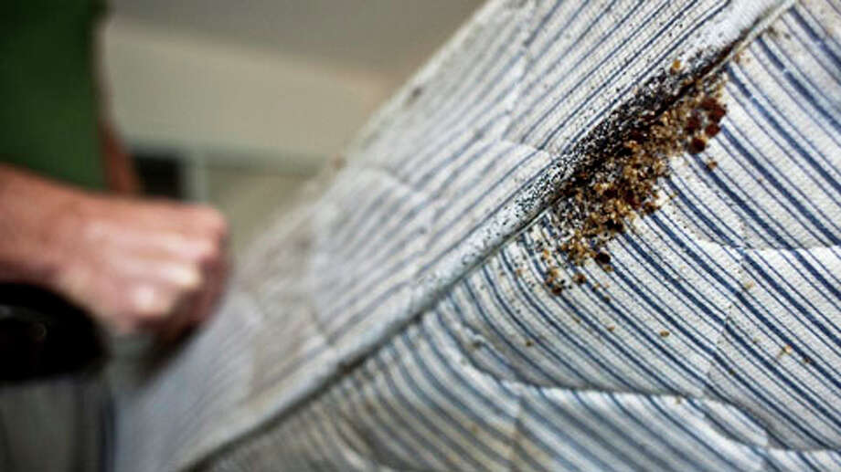 Houston Ranks In Top 20 For Bedbug Infestations Houston Chronicle 1161