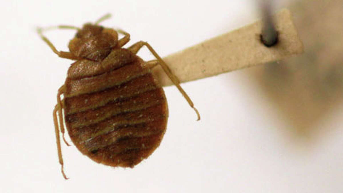 Orkin: Capital Region on national bedbug list