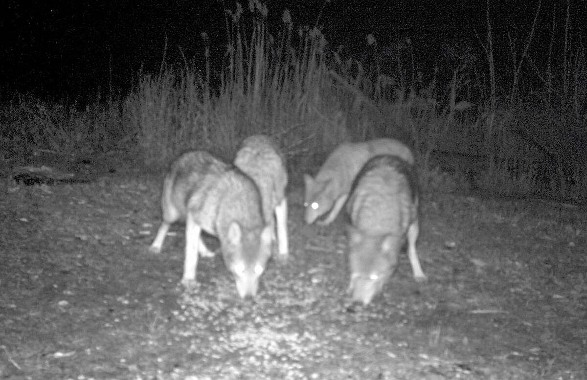 This pack of coyotes was photographed at night sniffing around the Fairfield Animal Shelter on One Road Highway last year. State and local officials plan a public-education program about the animals on Wednesday evening, Jan. 23, at School Department headquarters.