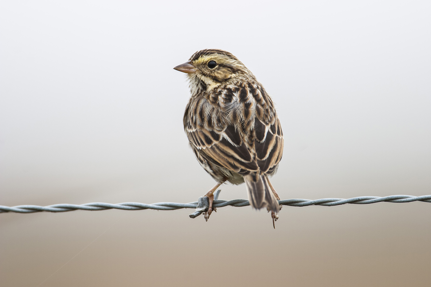 Common bird worthy of second look