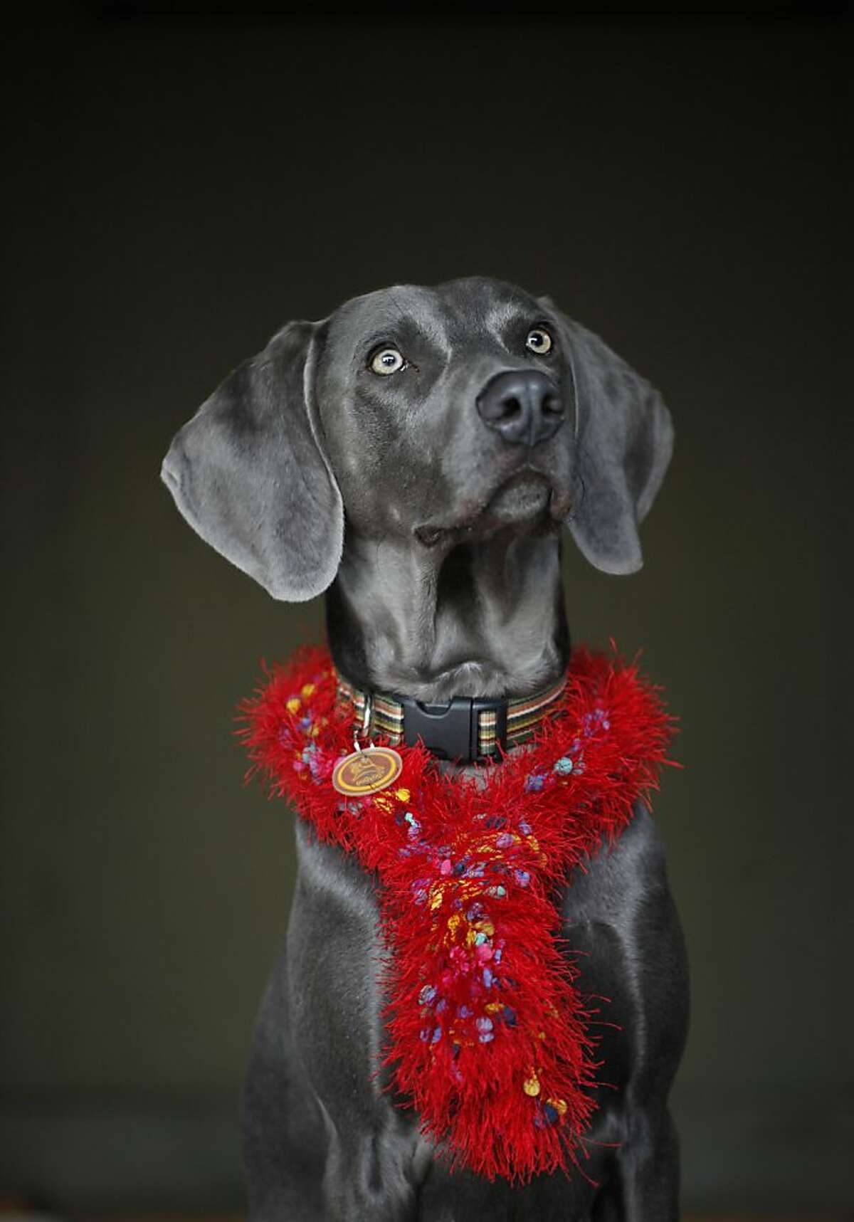 Cal Meeder poses his 1-year-old weimaraner, Luke, in a whimsical outfit on the evening before the dog was scheduled to receive a pair of testicle implants called Neuticles. "I'm sure part of it was just because I wanted to be different and heck why not. I thought it was fun," said Meeder.